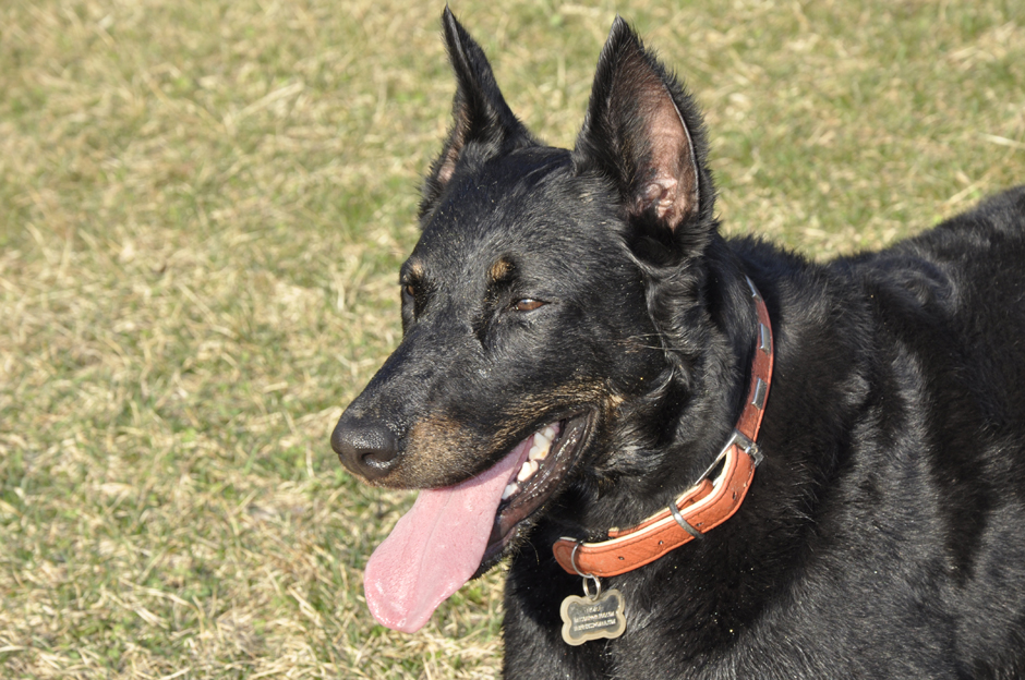 bright-clear-photo-and-video-french-shepherd